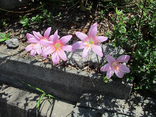 f:id:noritomi294:20190612193813j:plain f:id:noritomi294:20190612193813j:plain