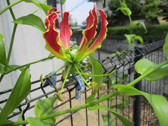 f:id:noritomi294:20190612195855j:plain f:id:noritomi294:20190612195855j:plain