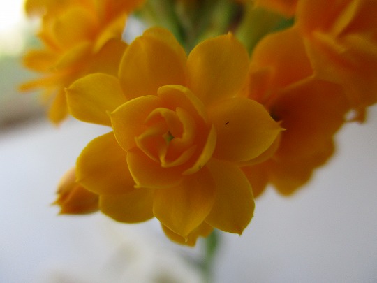 f:id:noritomi294:20190624161139j:plain f:id:noritomi294:20190624161139j:plain