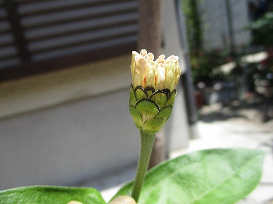 f:id:noritomi294:20190628174456j:plain