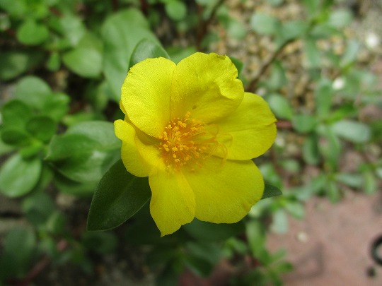 f:id:noritomi294:20190714103842j:plain f:id:noritomi294:20190714103842j:plain