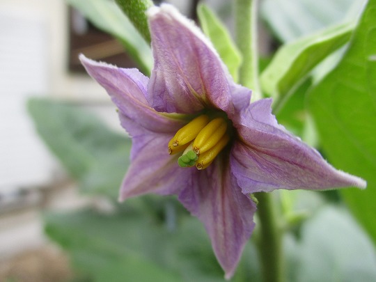 f:id:noritomi294:20190717134831j:plain f:id:noritomi294:20190717134831j:plain