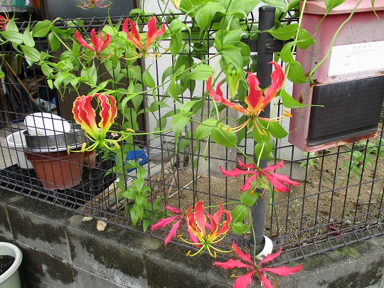 f:id:noritomi294:20190721145427j:plain f:id:noritomi294:20190721145427j:plain