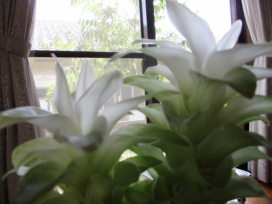 f:id:noritomi294:20190810163039j:plain f:id:noritomi294:20190810163039j:plain