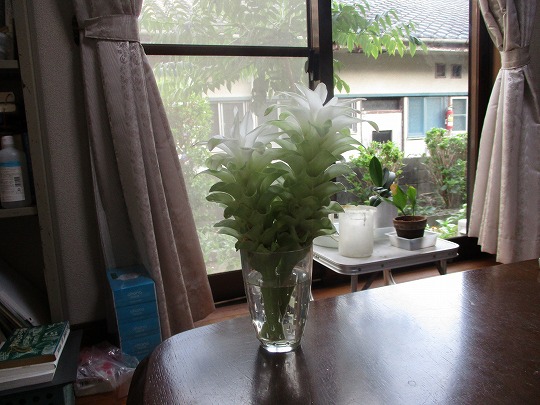 f:id:noritomi294:20190830144450j:plain f:id:noritomi294:20190830144450j:plain