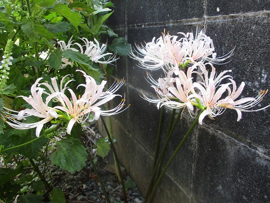 f:id:noritomi294:20190914140915j:plain f:id:noritomi294:20190914140915j:plain