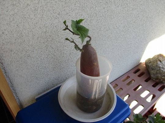 f:id:noritomi294:20190930163742j:plain f:id:noritomi294:20190930163742j:plain