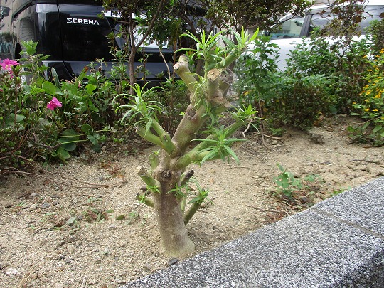 f:id:noritomi294:20191016143027j:plain f:id:noritomi294:20191016143027j:plain