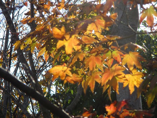 f:id:noritomi294:20191201140750j:plain
