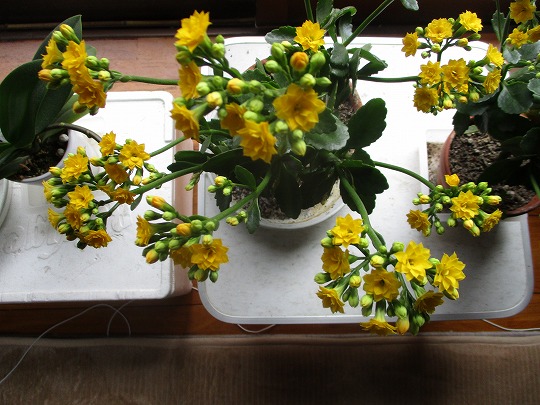 f:id:noritomi294:20200110200801j:plain f:id:noritomi294:20200110200801j:plain