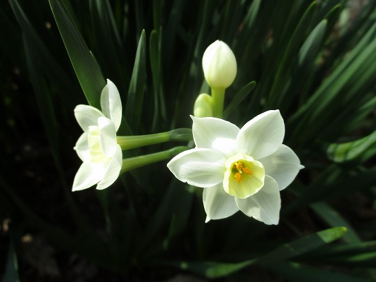 f:id:noritomi294:20200225164337j:plain f:id:noritomi294:20200225164337j:plain