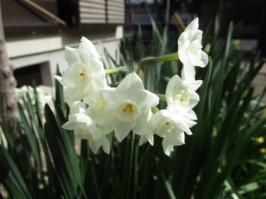 f:id:noritomi294:20200316150733j:plain