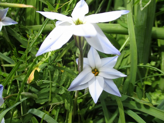 f:id:noritomi294:20200320182908j:plain f:id:noritomi294:20200320182908j:plain
