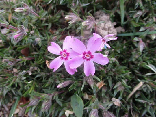 f:id:noritomi294:20200324163049j:plain f:id:noritomi294:20200324163049j:plain