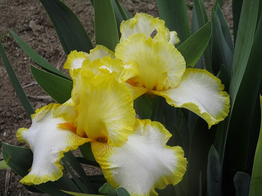 f:id:noritomi294:20200327171131j:plain f:id:noritomi294:20200327171131j:plain