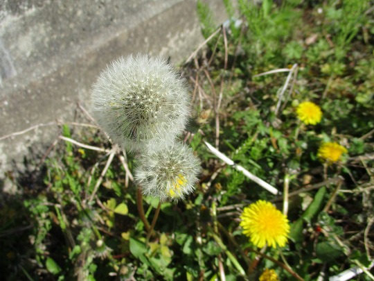 f:id:noritomi294:20200331194112j:plain