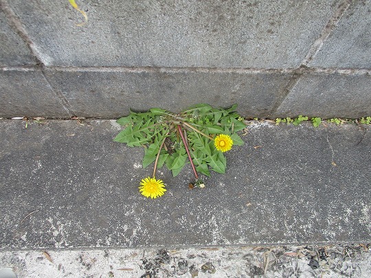 f:id:noritomi294:20200404170852j:plain f:id:noritomi294:20200404170852j:plain