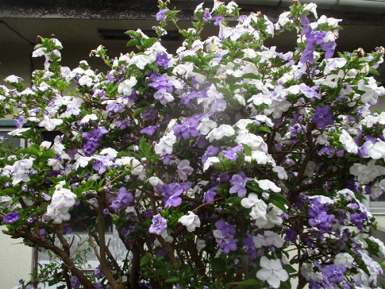 f:id:noritomi294:20200510143030j:plain f:id:noritomi294:20200510143030j:plain