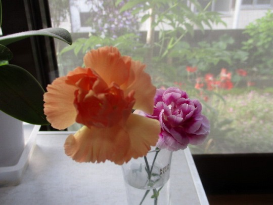 f:id:noritomi294:20200511084108j:plain f:id:noritomi294:20200511084108j:plain