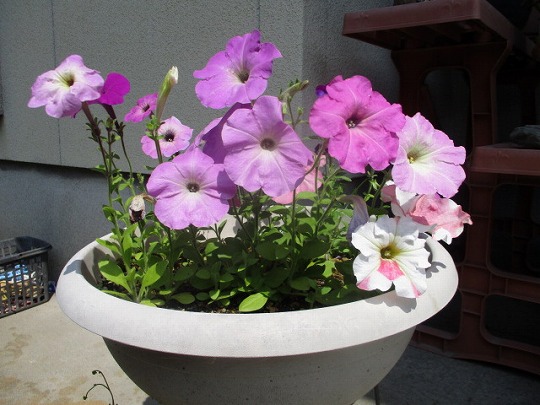 f:id:noritomi294:20200516182340j:plain f:id:noritomi294:20200516182340j:plain