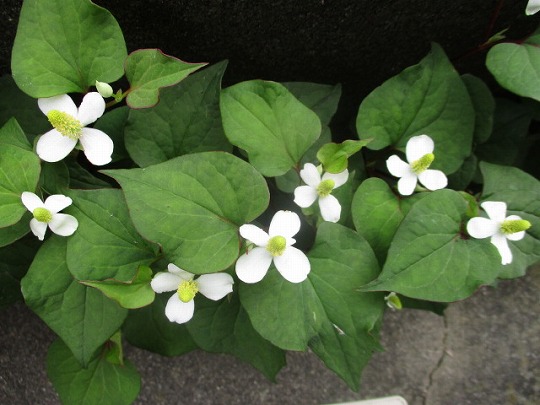 f:id:noritomi294:20200529102126j:plain f:id:noritomi294:20200529102126j:plain