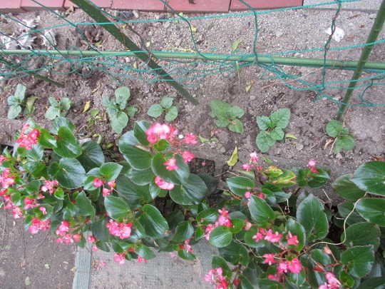 f:id:noritomi294:20200617162409j:plain