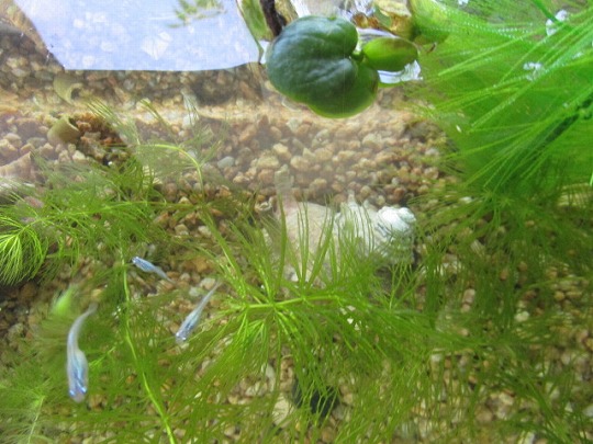 f:id:noritomi294:20200624151108j:plain