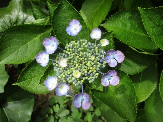 f:id:noritomi294:20200625135048j:plain f:id:noritomi294:20200625135048j:plain