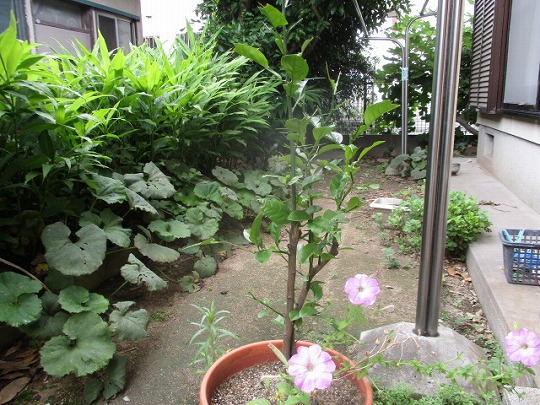 f:id:noritomi294:20200705190319j:plain