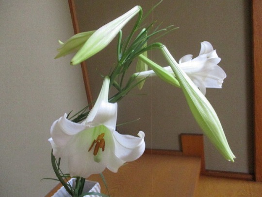 f:id:noritomi294:20200810174307j:plain f:id:noritomi294:20200810174307j:plain