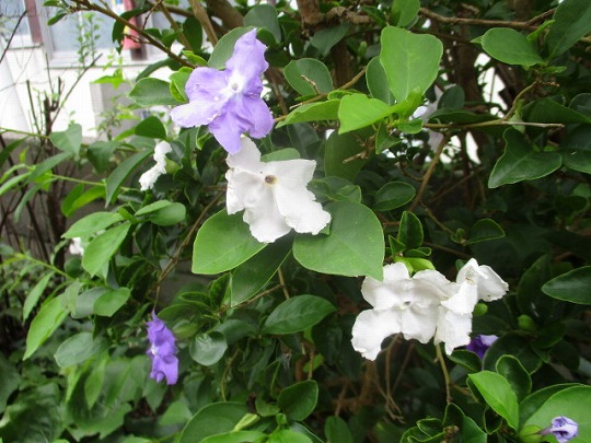 f:id:noritomi294:20200914154629j:plain f:id:noritomi294:20200914154629j:plain