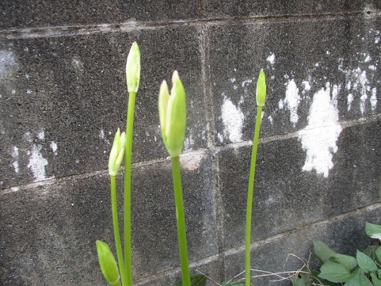 f:id:noritomi294:20200915163708j:plain