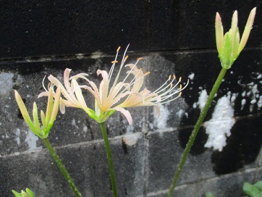 f:id:noritomi294:20200916122255j:plain