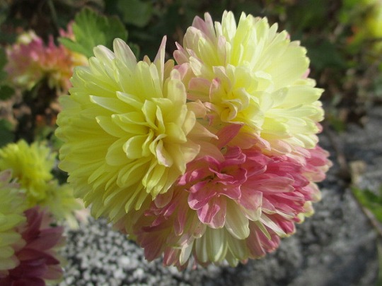f:id:noritomi294:20201214173155j:plain