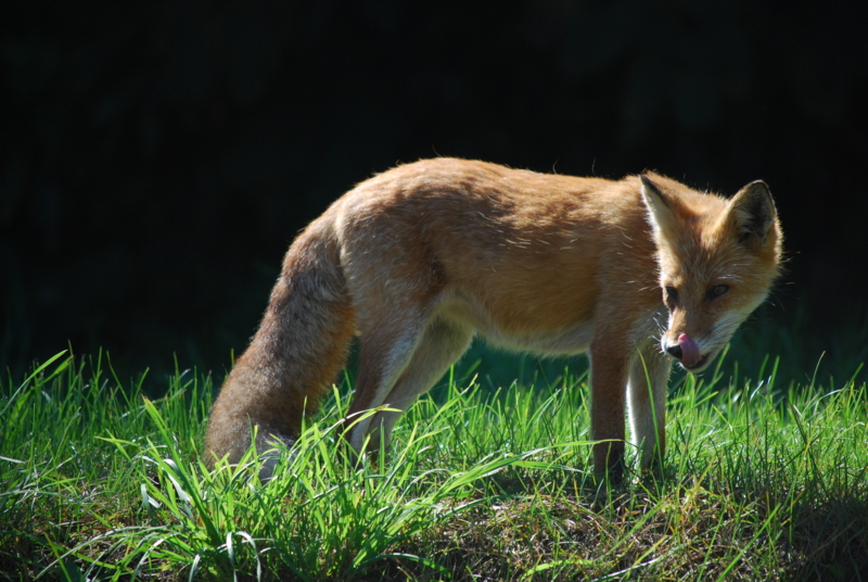 f:id:norlite_designs:20120905092422j:image:w640