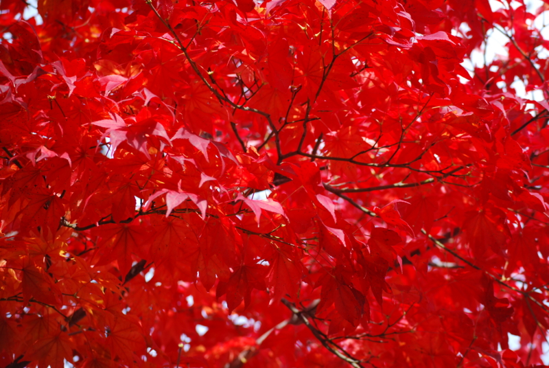 f:id:norlite_designs:20121030081738j:image:w640