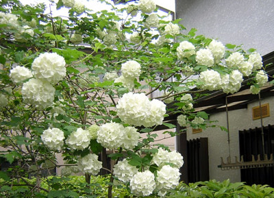 f:id:norochan:20100510095501j:image f:id:norochan:20100510095501j:image