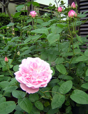 f:id:norochan:20100518063439j:image f:id:norochan:20100518063439j:image