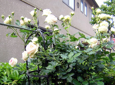 f:id:norochan:20100525071805j:image f:id:norochan:20100525071805j:image