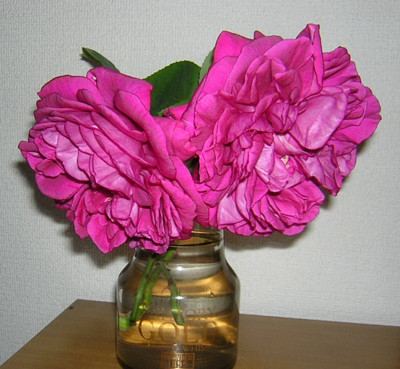f:id:norochan:20100525084507j:image f:id:norochan:20100525084507j:image