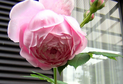 f:id:norochan:20100529071807j:image f:id:norochan:20100529071807j:image