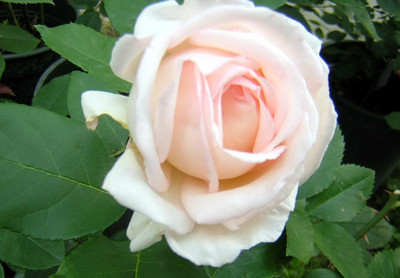 f:id:norochan:20100529071922j:image f:id:norochan:20100529071922j:image