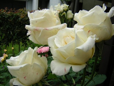 f:id:norochan:20110527114536j:image f:id:norochan:20110527114536j:image