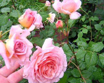 f:id:norochan:20110530115511j:image f:id:norochan:20110530115511j:image