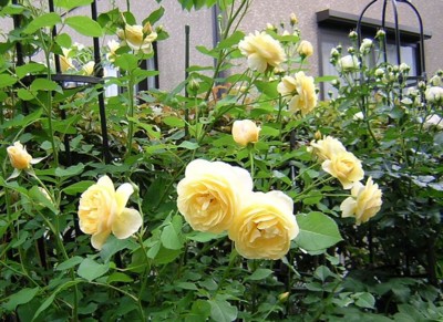 f:id:norochan:20110531165556j:image f:id:norochan:20110531165556j:image