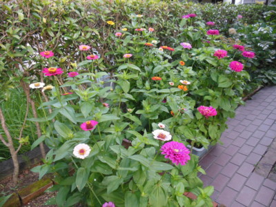 百日草や千日紅など 後高生活らくがき帳