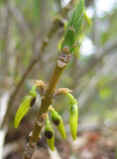 f:id:noronoyama:20110321152934j:image