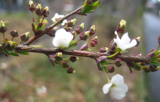 f:id:noronoyama:20110321152953j:image