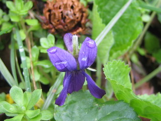 f:id:noronoyama:20110321153148j:image
