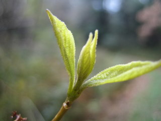 f:id:noronoyama:20110321153704j:image